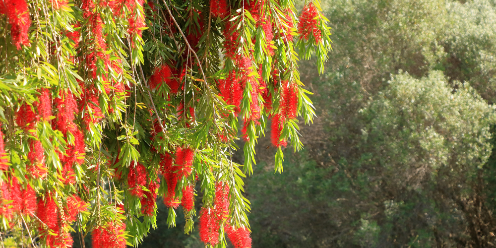 Hawaiian Flowering Trees