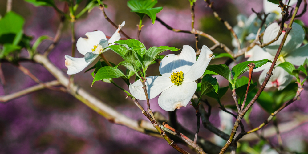 can you grow a redbud tree from a branch