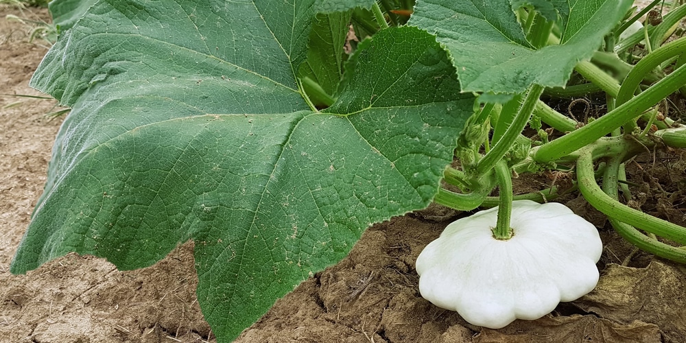 white squash varieties