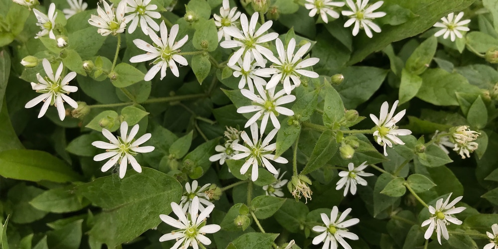 Aster vs Fleabane