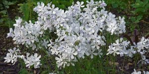 Does Woodland Phlox Spread?