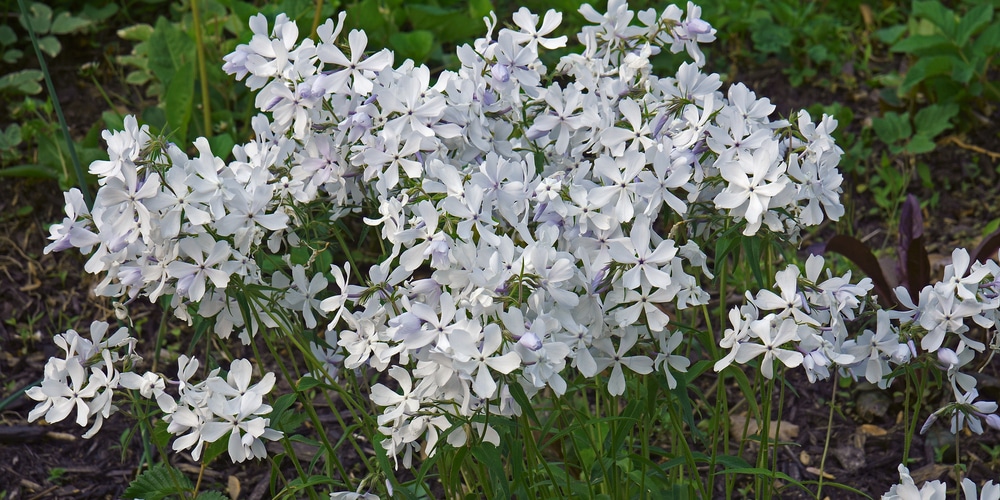 why is my phlox not flowering