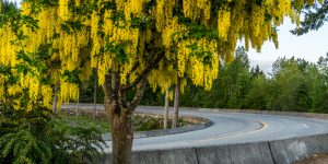 can fertilizer spikes kill trees