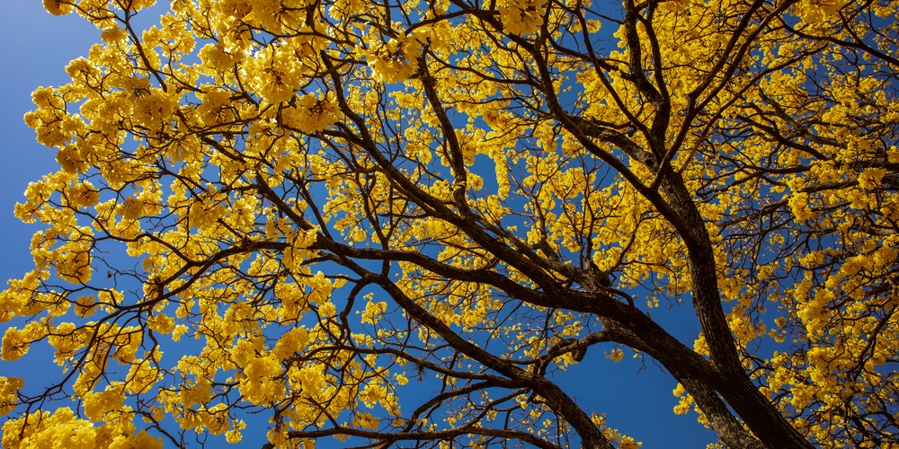 Tabebuia