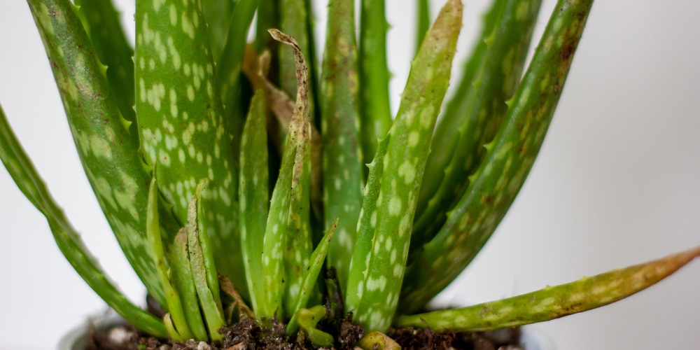 Black Spots on Aloe Plant