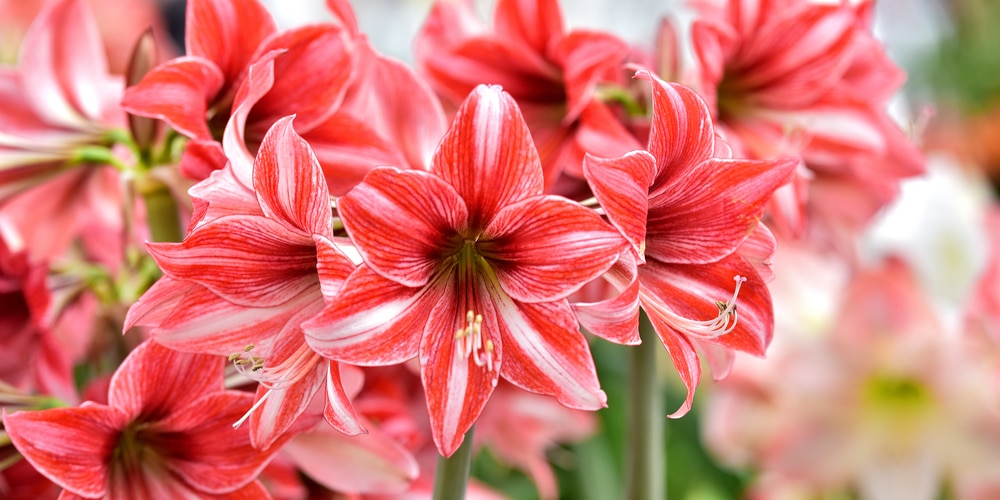 Do Amaryllis Bulbs Multiply?