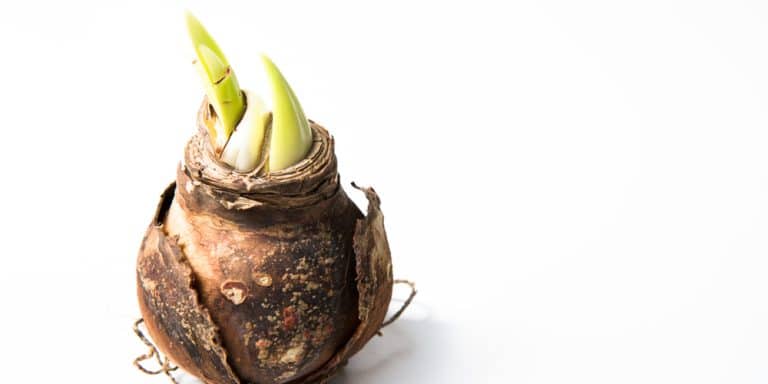 Why Isn't My Amaryllis Bulb Growing [6 Most Common Reasons]