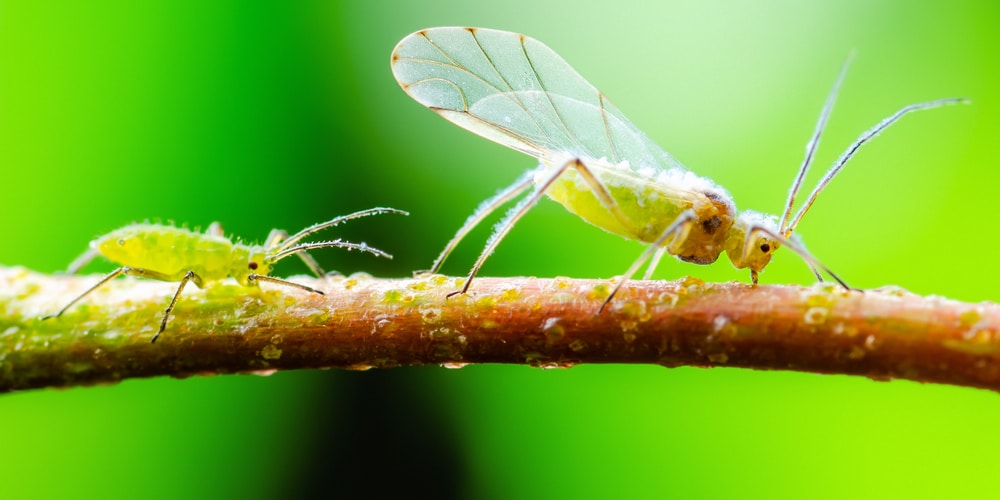 Aphids on Cherry Tree