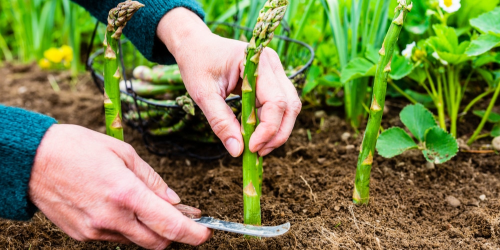 How To Grow Asparagus In Texas