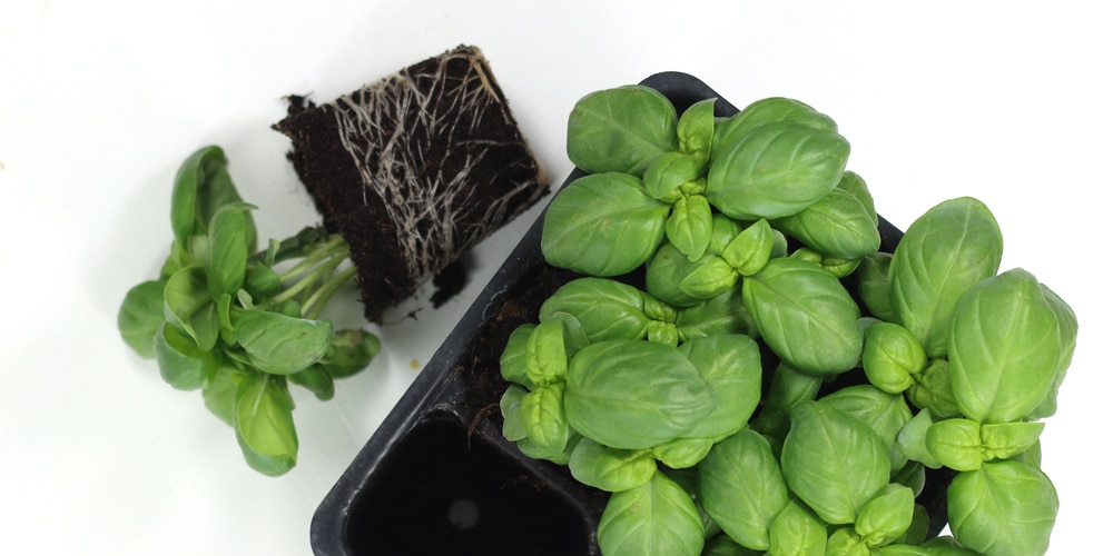 How Many Basil Seedlings Per Pot