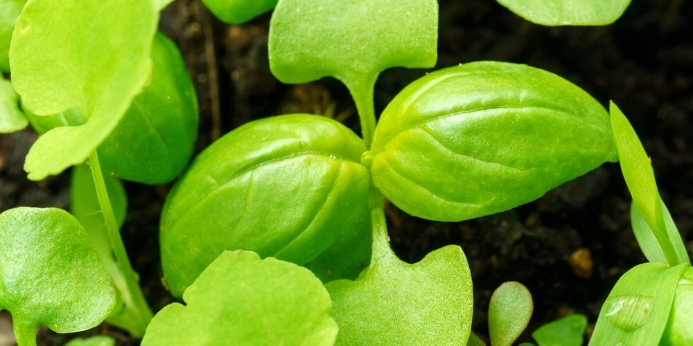 How Many Basil Seedlings Per Pot