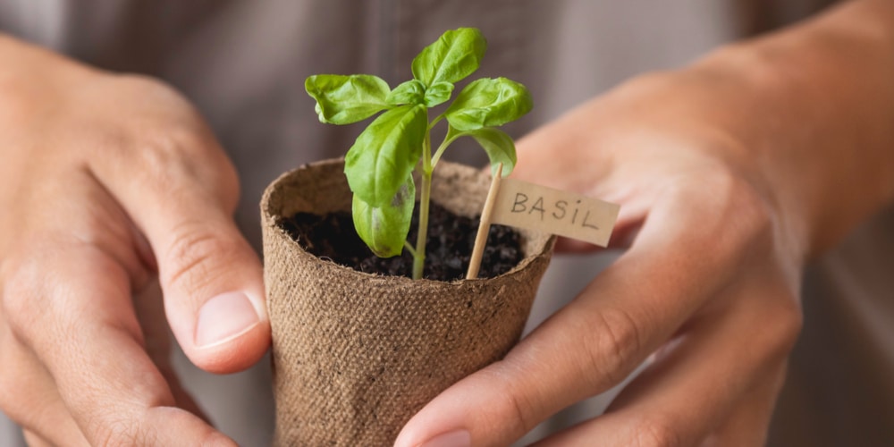 How Many Basil Seedlings Per Pot