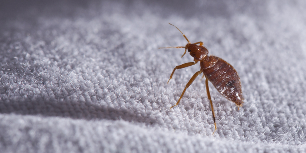 Does Lavender Repel Bed Bugs?