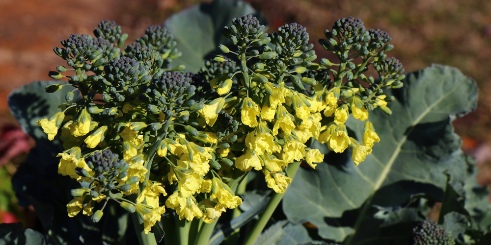 How to Stop Broccoli from Bolting: A Guide to Flowering Broccoli