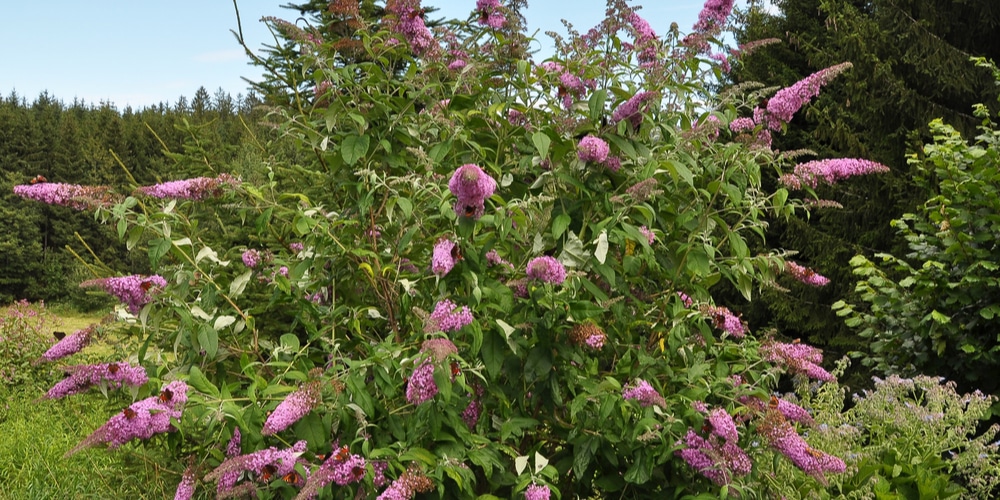 Butterfly Bush Safe for Dogs