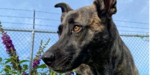 Butterfly Bush Safe for Dogs