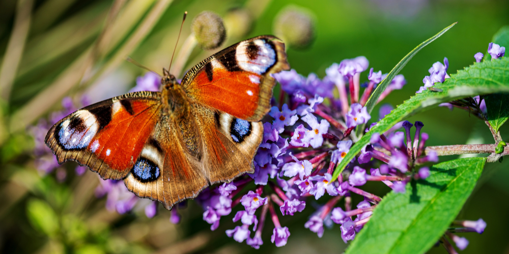 Flowers that Attract Butterflies But Not Bees