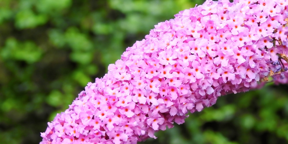 Butterfly Bush Fertilizer