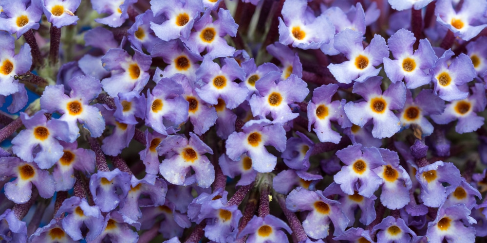 Butterfly Bush Texas