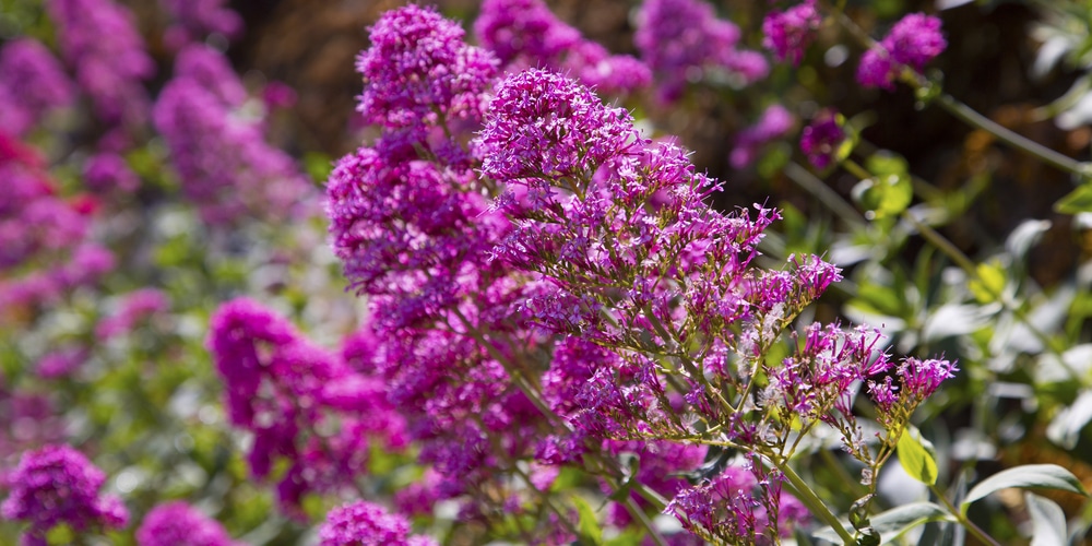 Do You Deadhead Butterfly Bushes?