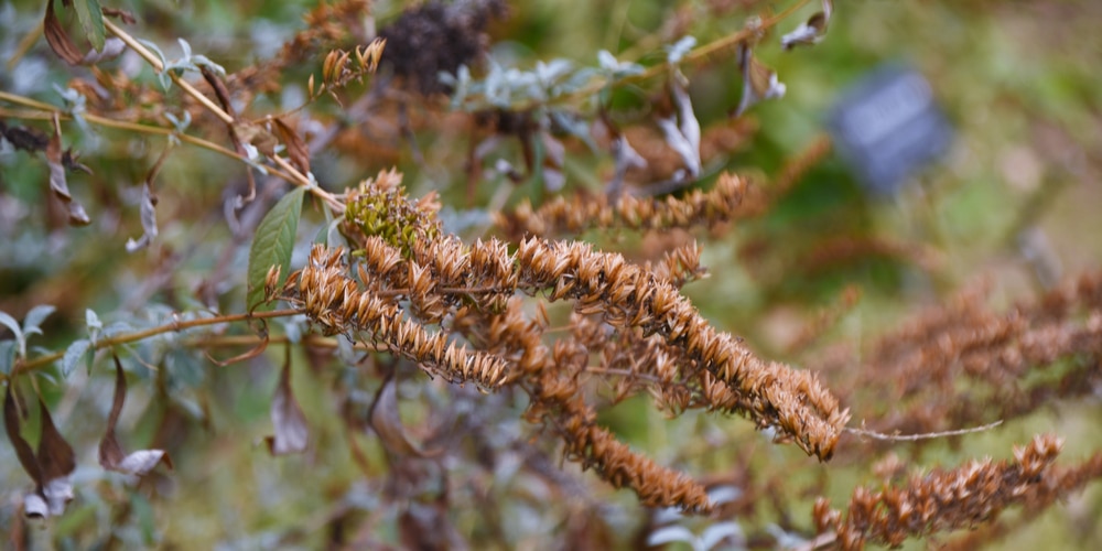 Do I Cut Back Butterfly Bush In The Fall