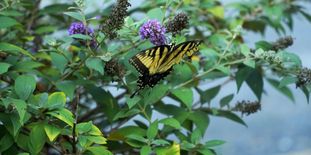 Butterfly Bush Yellow Leaves