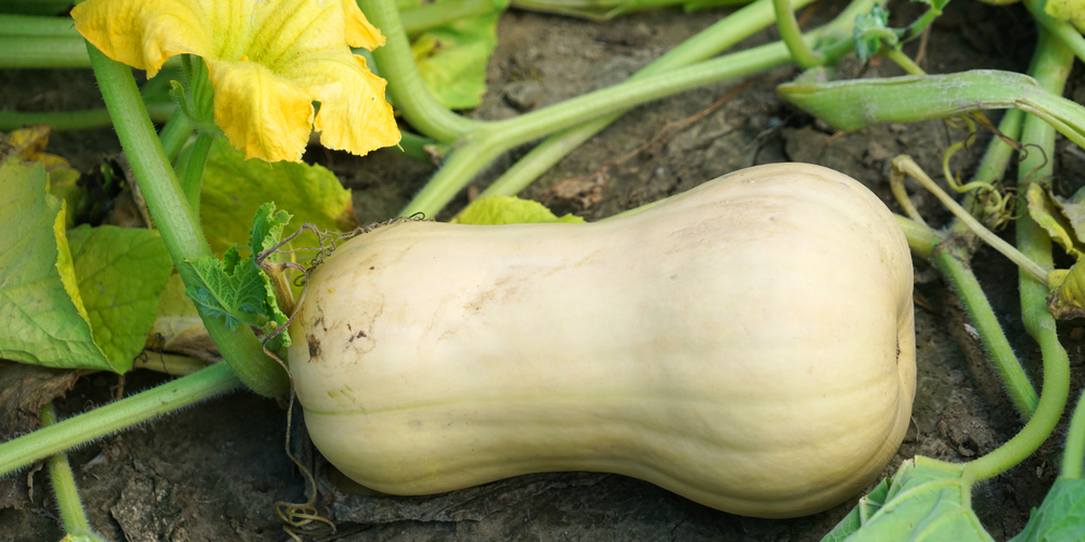 When to Harvest Butternut Squash