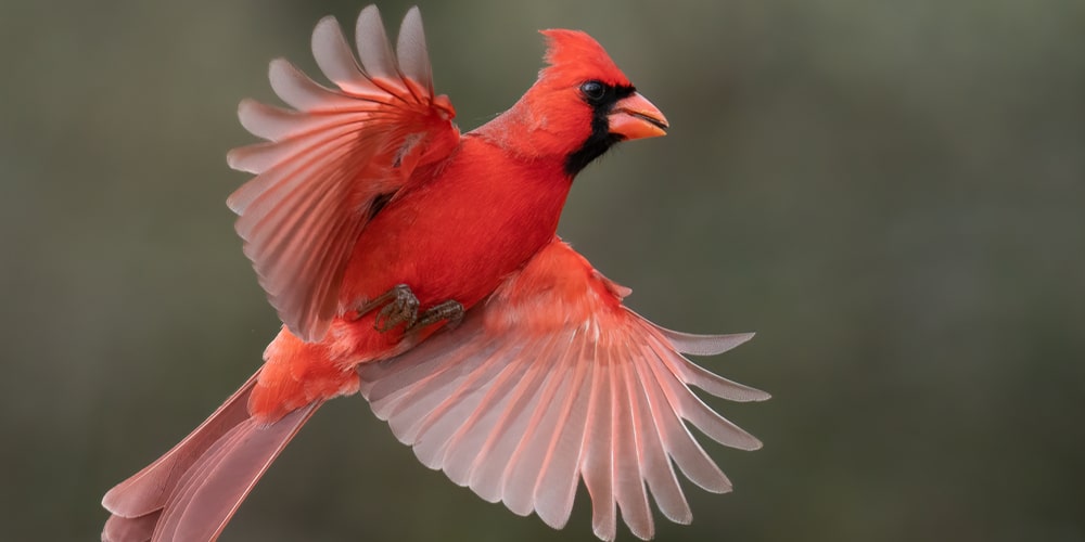 do cardinals molt