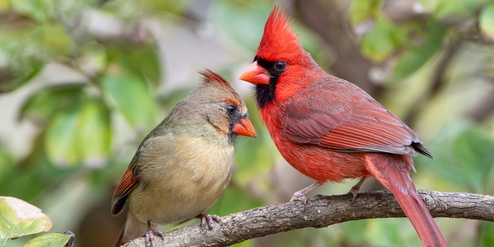 Sunflower seeds benefit cardinals