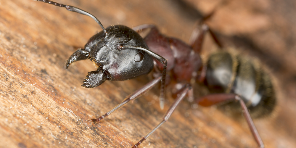 ants in dishwasher