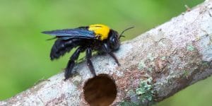 what kind of wood do carpenter bees like