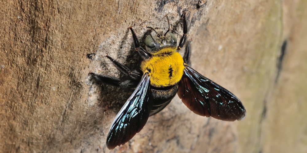 do carpenter bees sting?