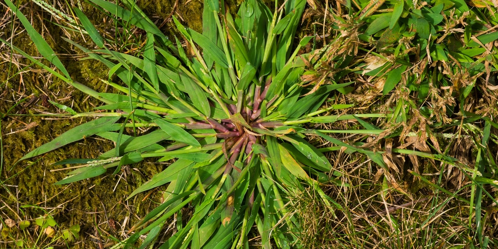 Light Green Weeds in Grass