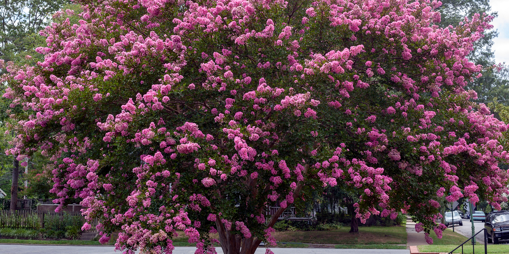 Flowering Trees Indiania 