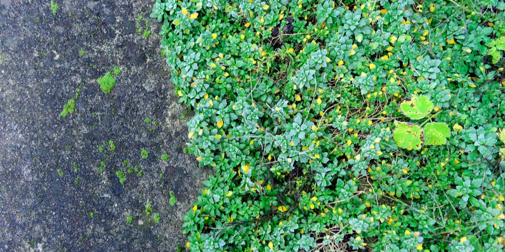 how far apart to plant creeping phlox