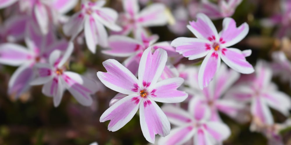 ground cover with purple flowers