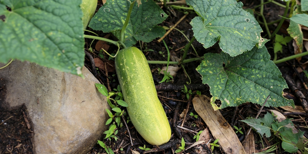 what is eating my cucumber leaves