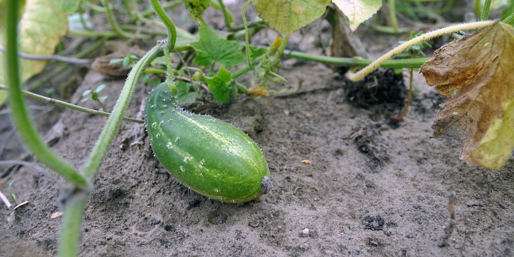 Why are my cucumbers curling?