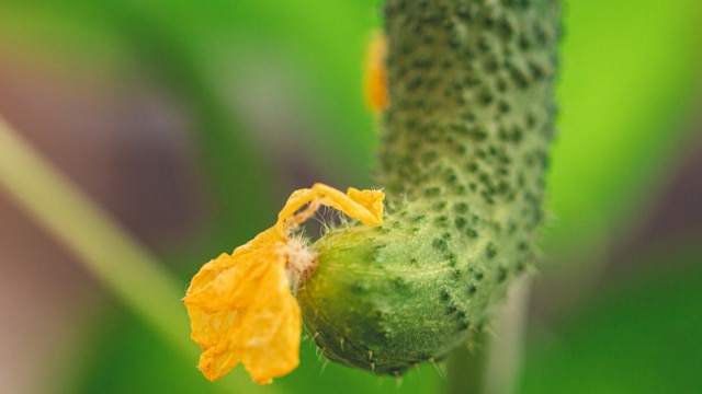 Why are my cucumbers curling?