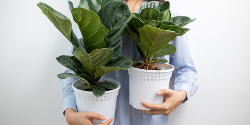 how to make fiddle leaf fig grow taller
