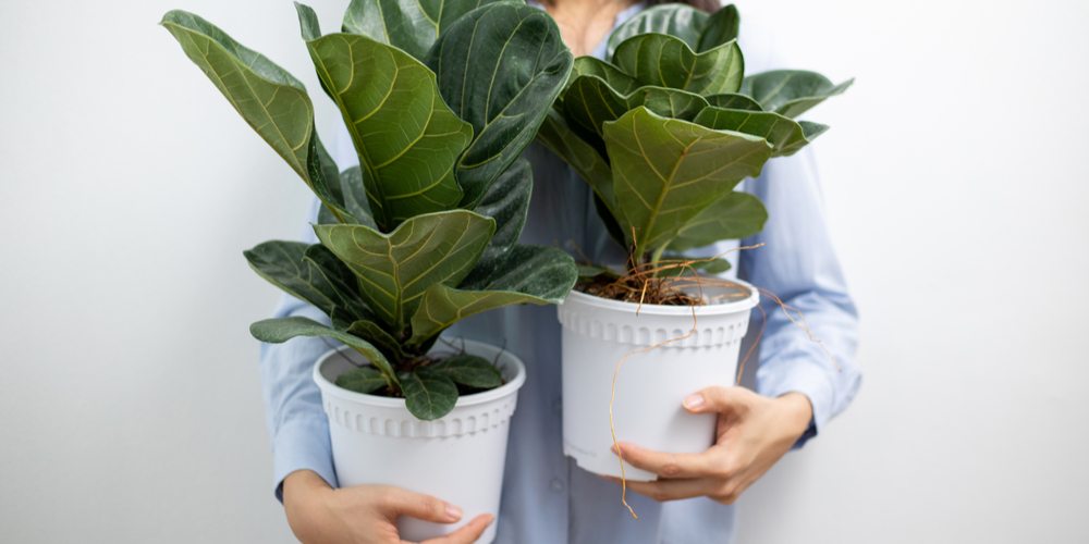 fiddle leaf fig tree outside in summer