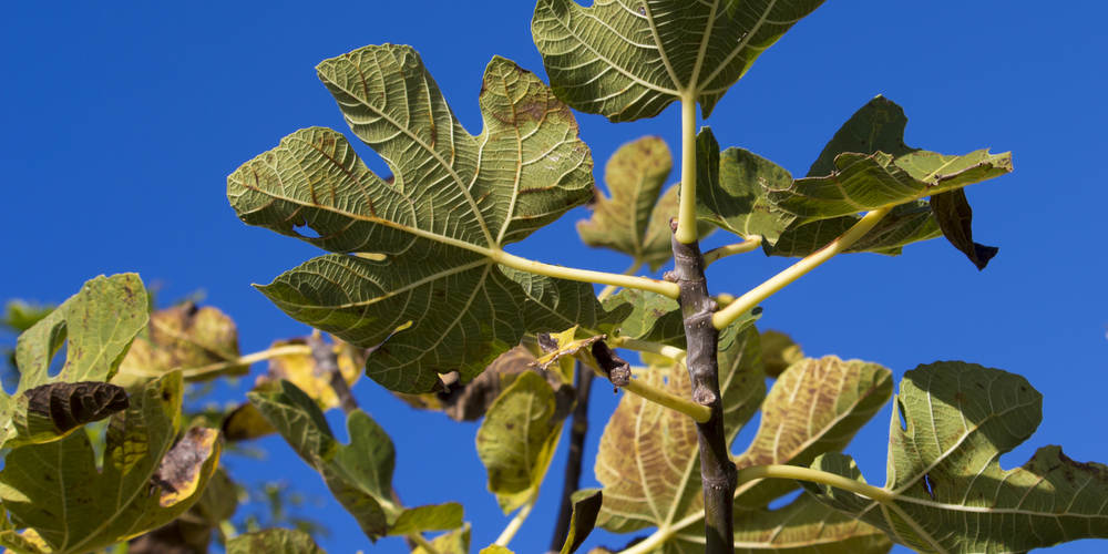 is my fig tree dead