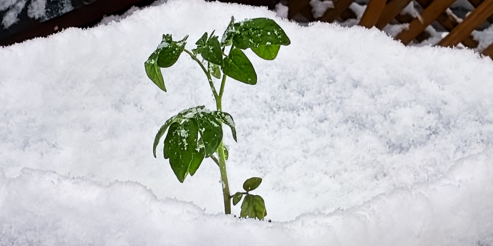 How To Protect Tomato Seedlings From Frost