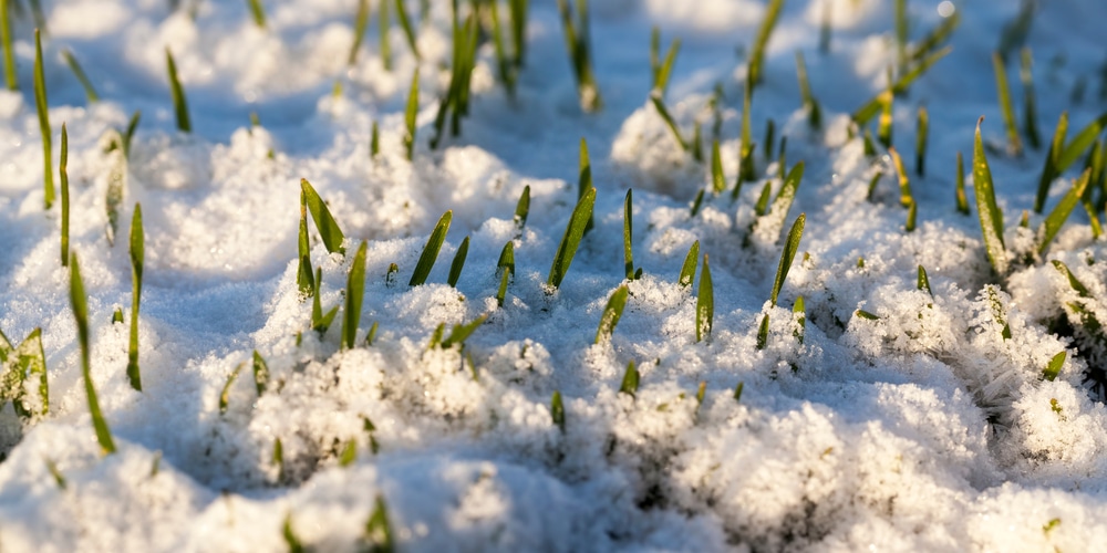 how to protect new grass from frost