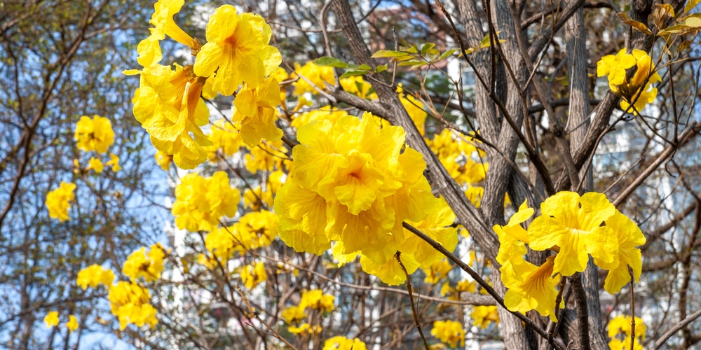 Trees with Yellow Flowers