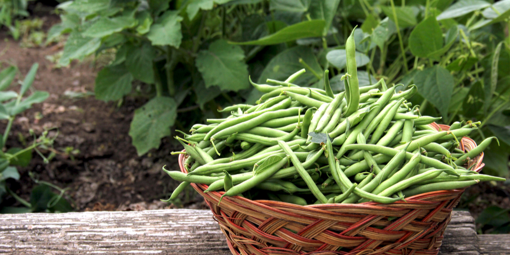 How Many Quarts of Green Beans Are in a Bushel?