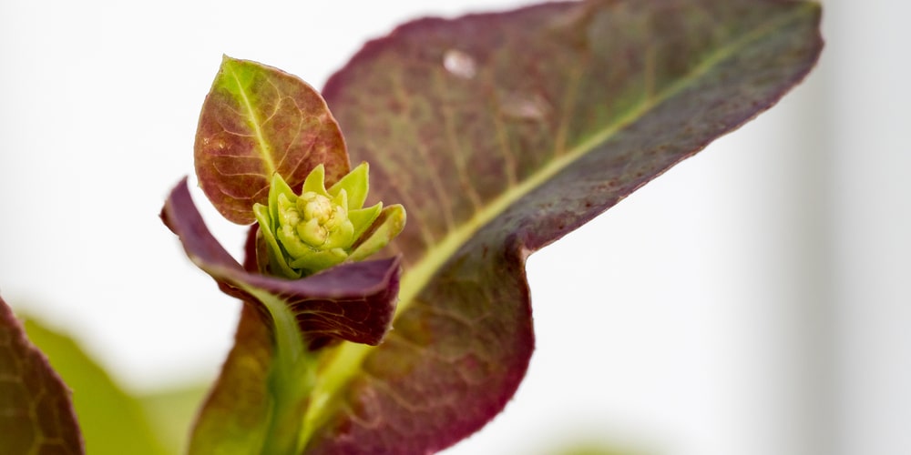 lettuce plant growing tall