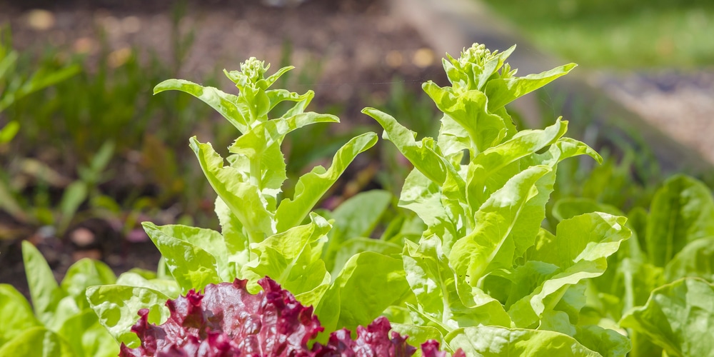 lettuce plant growing tall