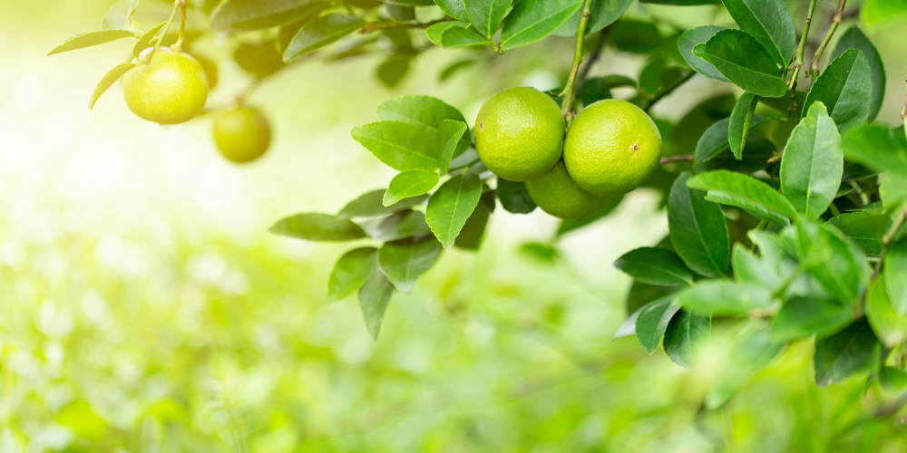 do lime trees have thorns