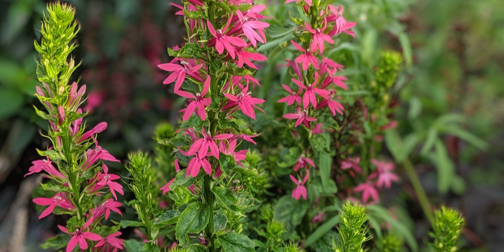 lobelia starship